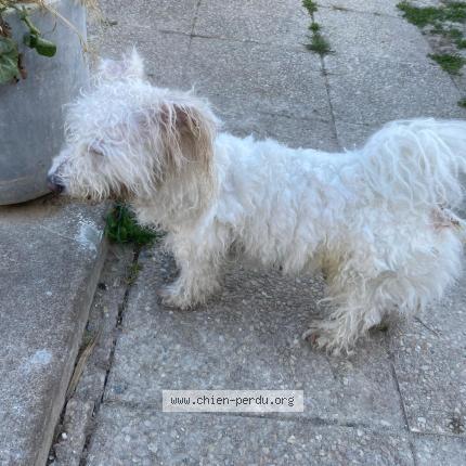 Photo 1/1 Found dog Found in Aytre