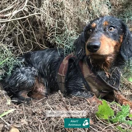 Photo 1/2 Cookie Chien lost in Nimes