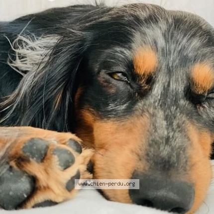 Photo 2/2 Cookie Chien lost in Nimes