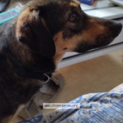 Photo 1/1 Foxy Chien lost in Clermont l herault