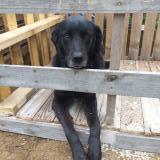 Picture of dog lost at Le Charme Aillant Sur Milleron