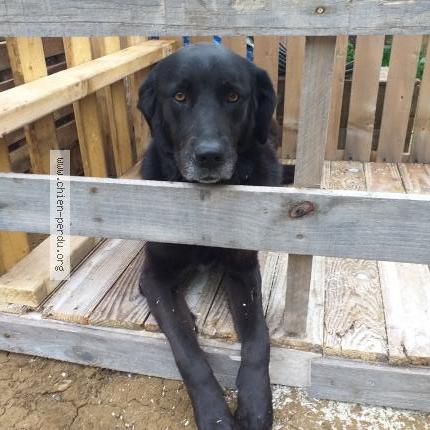 Photo 1/1 Sky Chien lost in Le charme aillant sur milleron