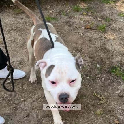 Photo 1/1 Found dog Found in Rouen