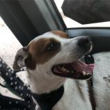 Picture of dog lost at Marseille