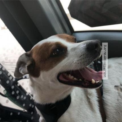 Photo 1/1 Moignon Chien lost in Marseille