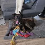 Picture of dog lost at Chanas