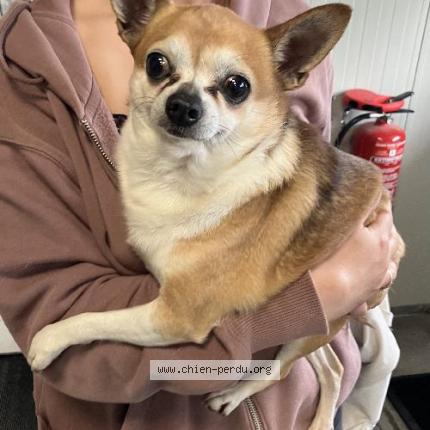 Photo 1/1 Found dog Found in Tourcoing