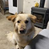 Picture of dog lost at Moutier Malcard