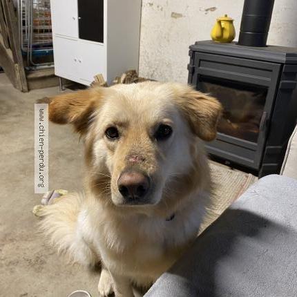 Photo 1/1 Néro Chien lost in Moutier malcard