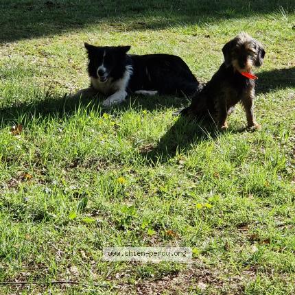 Photo 1/2 Found dog Found in Cornil