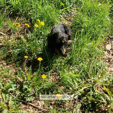 Photo 2/2 Found dog Found in Cornil