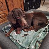 Picture of dog lost at Colombey Les Deux Eglises