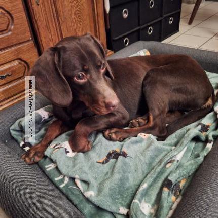 Photo 1/1 PRIMA Chien lost in Colombey les deux eglises