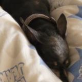 Picture of dog lost at Laragne