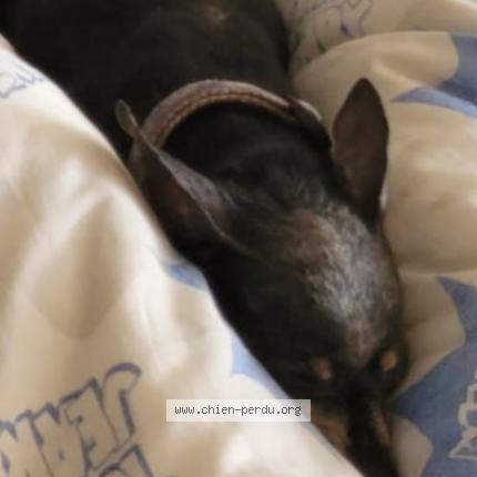 Photo 1/1 Dominette Chien lost in Laragne