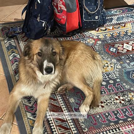 Photo 1/1 Sully Chien lost in Buais les monts