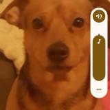 Picture of dog lost at Sens