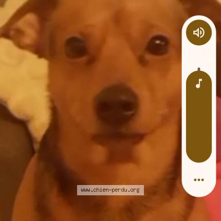 Photo 1/1 Lucky Chien lost in Sens