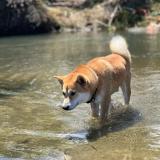 Picture of dog lost at Le Lorrain