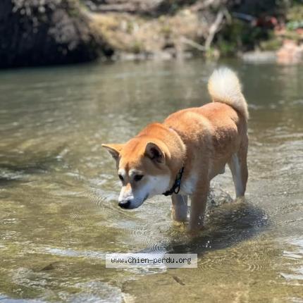 Photo 1/1 Titeuf Chien lost in Le lorrain