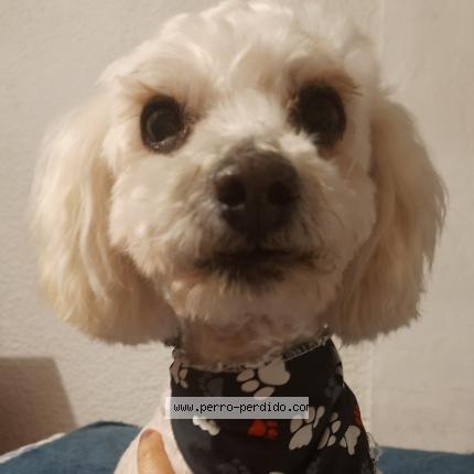 Photo 1/1 Found dog Found in Bogota