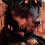 Picture of dog lost at Les Angles