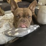 Picture of dog lost at Bram