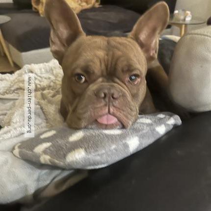 Photo 1/1 Virus Chien lost in Bram