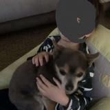 Picture of dog lost at Montguyon