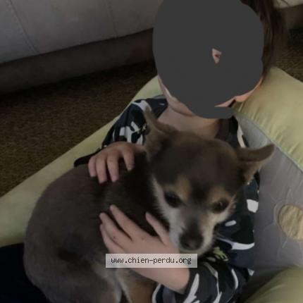 Photo 1/1 Junior Chien lost in Montguyon