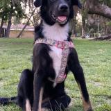 Picture of dog lost at Santiago