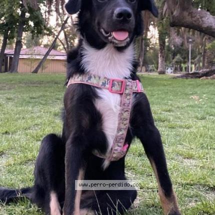 Photo 1/1 Layca Chien lost in Santiago