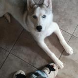 Picture of dog lost at Perpignan