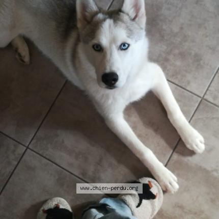 Photo 1/1 Valy Chien lost in Perpignan