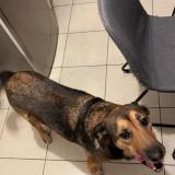 Picture of dog lost at Listrac Medoc