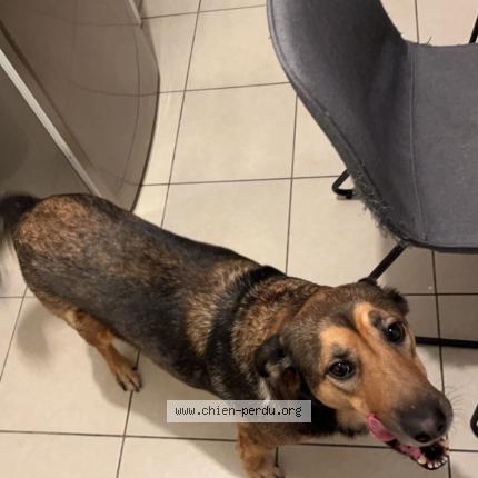 Photo 1/1 Luna Chien lost in Listrac medoc