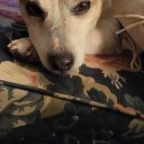 Picture of dog lost at Chateauvieux