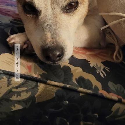 Photo 1/1 Jiji Chien lost in Chateauvieux