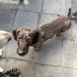 Picture of dog lost at La Cavalerie