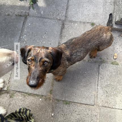 Photo 1/1 Tinus Chien lost in La cavalerie