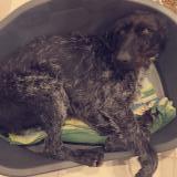 Picture of dog lost at Pouzilhac