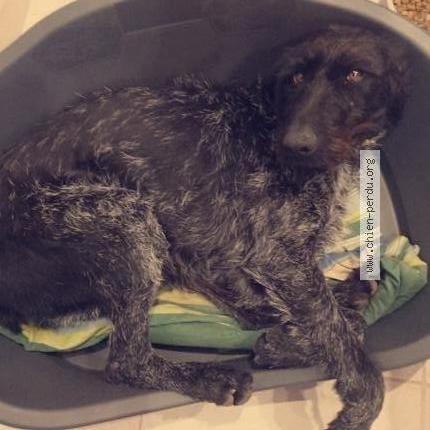 Photo 1/2 Nala Chien lost in Pouzilhac