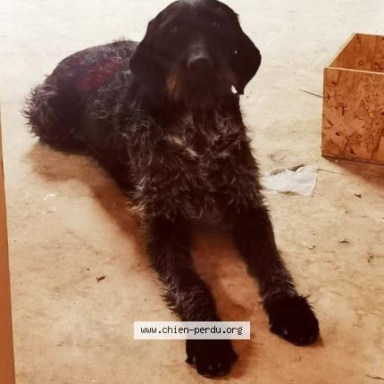 Photo 2/2 Nala Chien lost in Pouzilhac