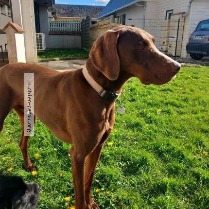 Photo 1/1 Found dog Found in Ouainville