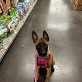 Picture of dog lost at Conche En Ouche