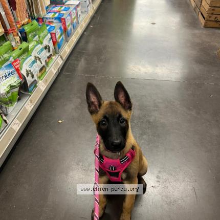 Photo 1/1 freya Chien lost in Conche en ouche