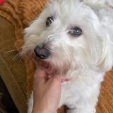 Picture of dog lost at Fleurus