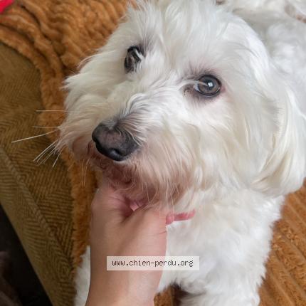 Photo 1/1 Vasco Chien lost in Fleurus