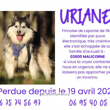 Photo 1/1 Uriane Chien lost in Malicorne