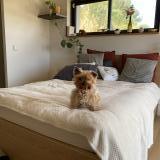 Picture of dog lost at Vallauris